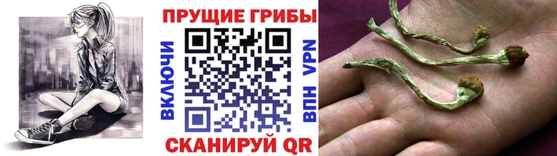 Купить  Солнечногорск  Галлюциногенные грибы Cubensis 
